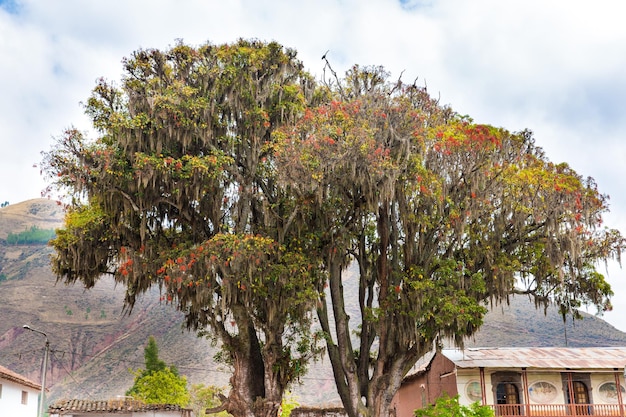 페루푸노남아메리카 마을에 붉은 꽃이 있는 큰 나무 피소네