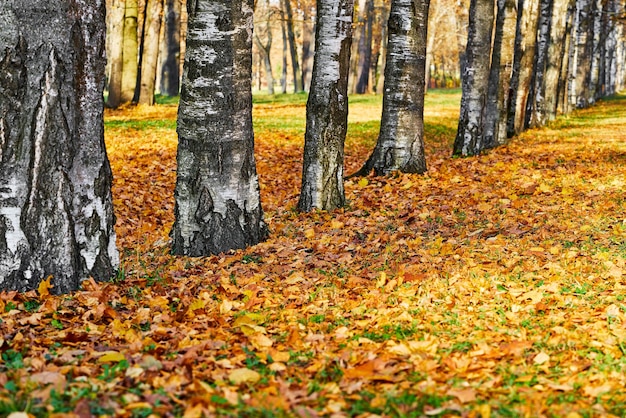 Large tree trunks in the row closeup amid autumn foliage in the park