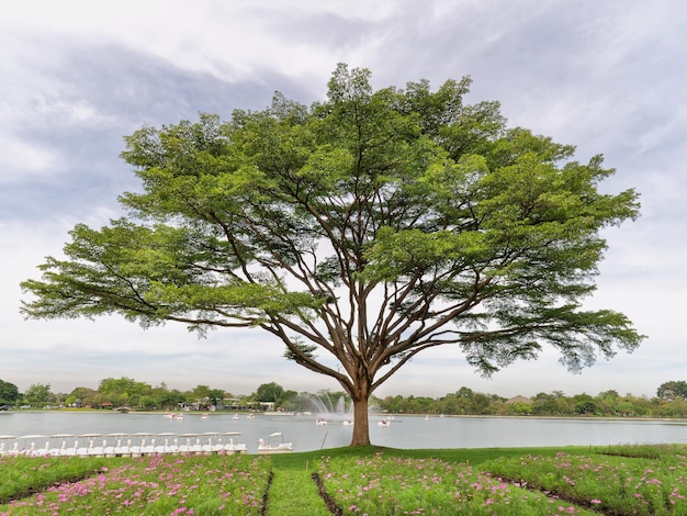 Foto grande albero con rami in riva al lago