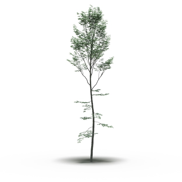 large tree with a shadow under it, isolated on white background, 3D illustration, cg render