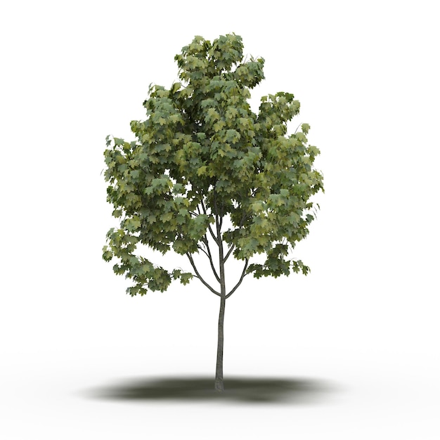 large tree with a shadow under it, isolated on white background, 3D illustration, cg render