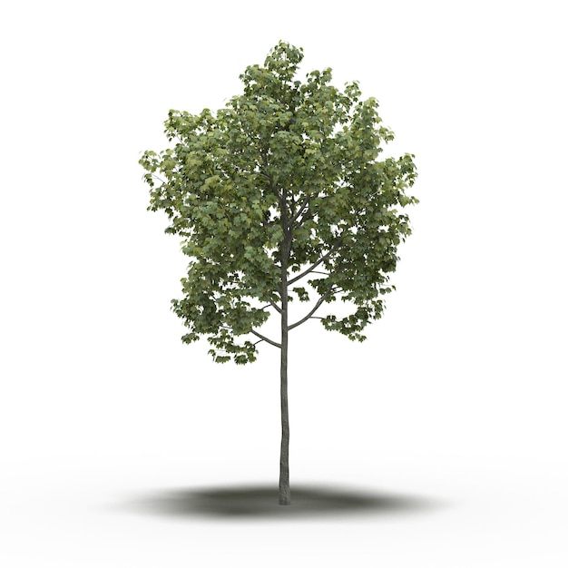 large tree with a shadow under it, isolated on white background, 3D illustration, cg render