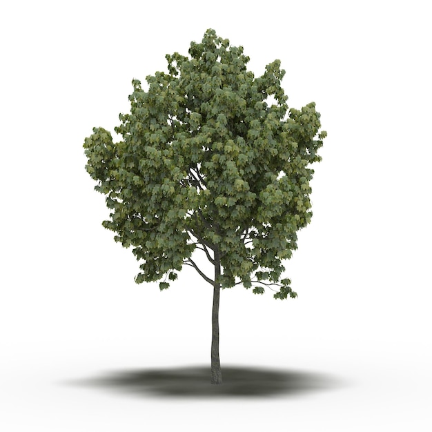 large tree with a shadow under it, isolated on white background, 3D illustration, cg render