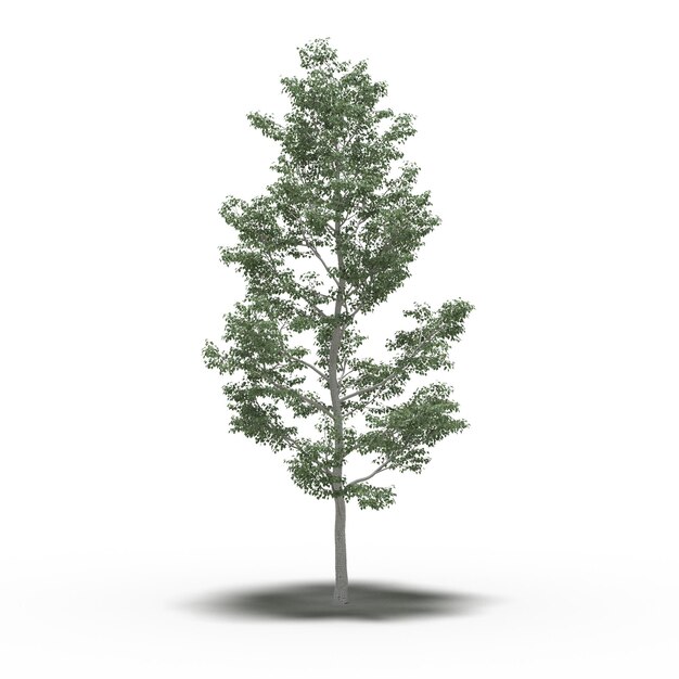 Photo large tree with a shadow under it, isolated on white background, 3d illustration, cg render