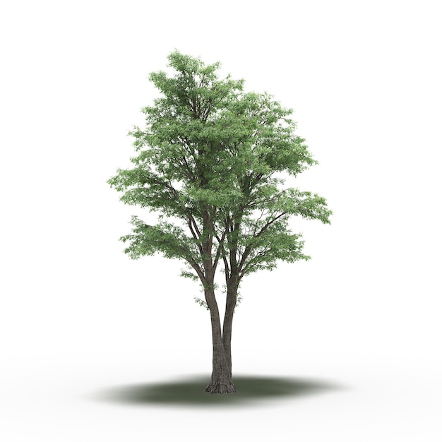 그 아래에 그림자가 있는 큰 나무, 흰색 배경, 3D 그림, cg 렌더링