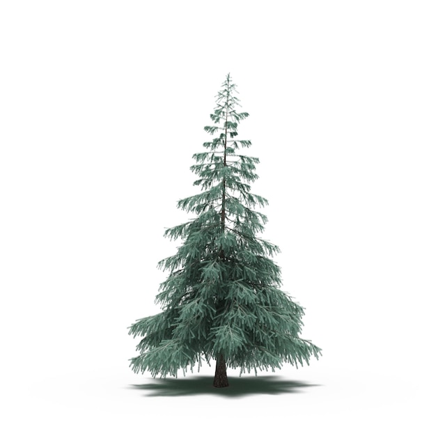 large tree with a shadow under it, isolated on white background, 3D illustration, cg render