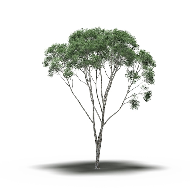 large tree with a shadow under it, isolated on white background, 3D illustration, cg render