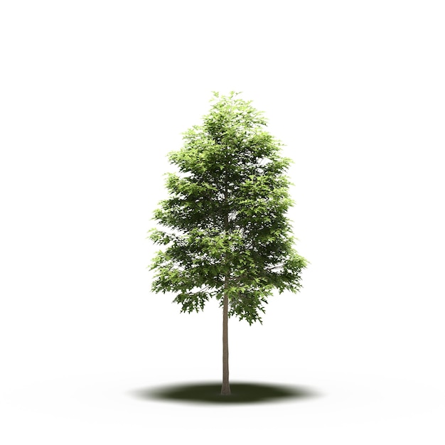 large tree with a shadow under it, isolated on white background, 3D illustration, cg render