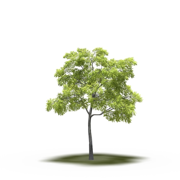 large tree with a shadow under it, isolated on white background, 3D illustration, cg render