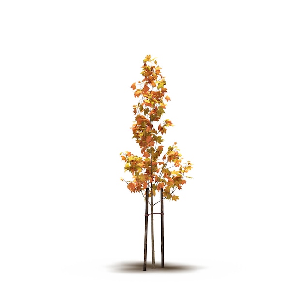 large tree with a shadow under it, isolated on white background, 3D illustration, cg render