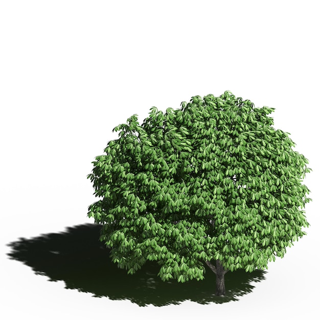 그 아래에 그림자가 있는 큰 나무, 흰색 배경, 3D 그림, cg 렌더링