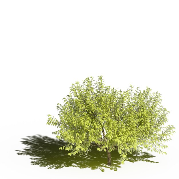 large tree with a shadow under it, isolated on white background, 3D illustration, cg render