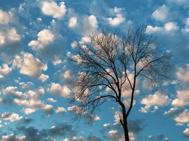 写真 積雲と夕方の青い空を背景に葉のない大きな木