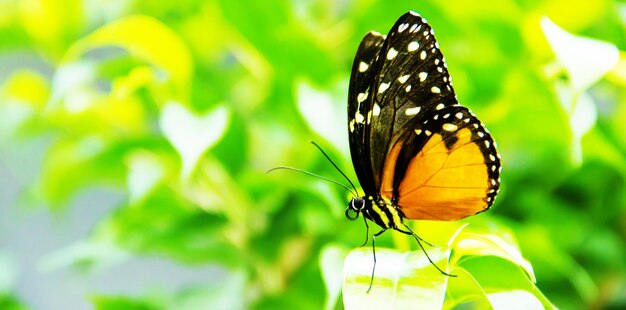 Large tropical butterfly sits on a field of green grass with flowers. selective focus.animals