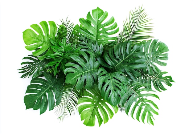 A large tropical plant arrangement with ferns monstera leaves and other greenery isolated on