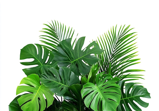 a large tropical plant arrangement with ferns monstera leaves and other greenery isolated on