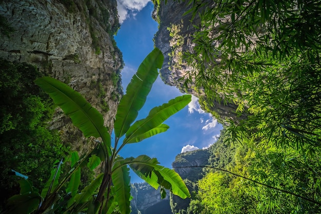 Grandi piante tropicali che crescono nel parco nazionale di wulong