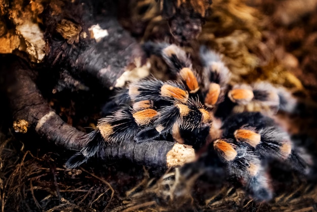 Large tropical Tarantula spider with fluffy paws in terrarium