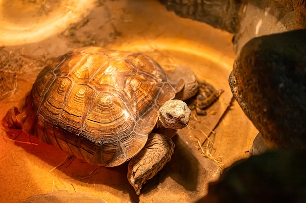 A large turtle basks under infrared lamps