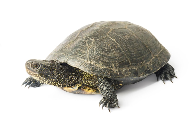 Large turtle isolated on a white background