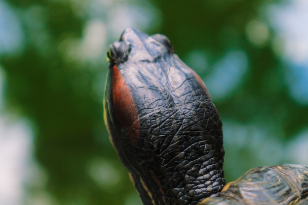 A large turtle in the water, in summer