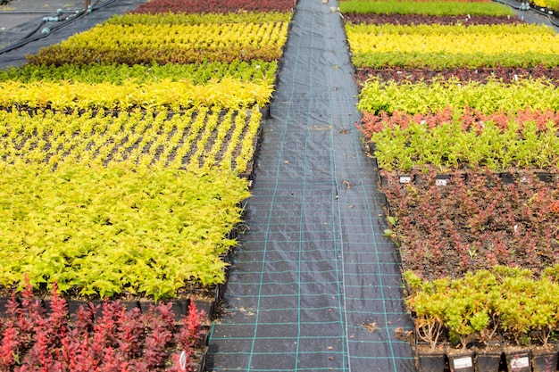 Large variety of young plants in pots grown in rows and sectors Colorful diversity of flowers and plants Supporting local business concept