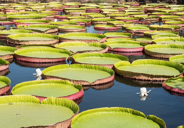 Large Victoria lotus.