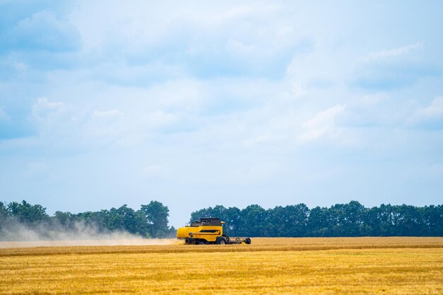 Large view on green combine Special technic in the field working during the summer day Modern machinery in gold wheat concept