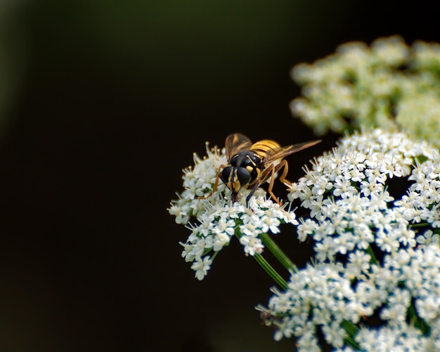 A large wasp sits on white flowers on a summer morning