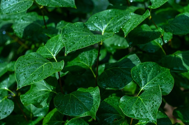 Large wet green leaves with rain droplets outdoors