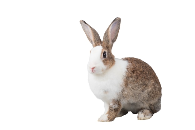 Large white and brown rabbits are sitting with an isolated on white background.