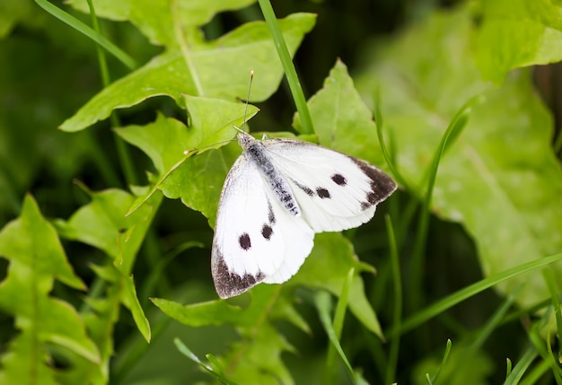 крупная белокочанная бабочка или Pieris brassicae в зеленой траве