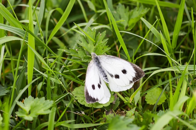 Grande farfalla del cavolo bianco o pieris brassicae in un'erba verde di estate