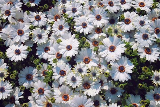 Grande camomilla bianca, polline sui petali e gocce d'acqua