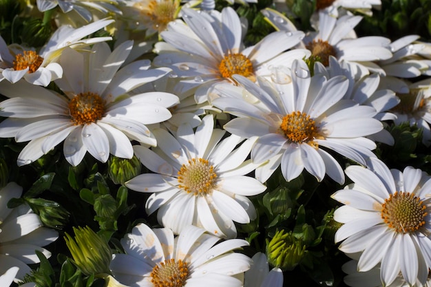 Large white camomile, pollen on the petals and water drops