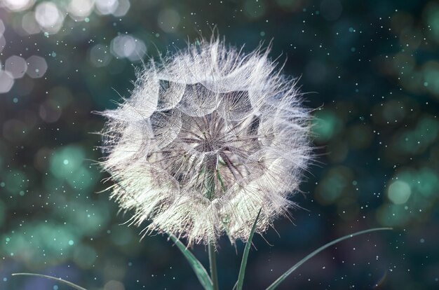 A large white dandelion on a blurry background with bokeh