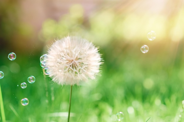 Large white dandelion with soap bubbles on a green background