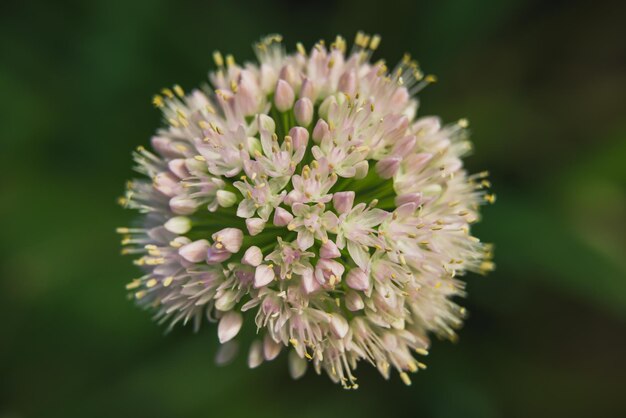 Large white edible onion flower on a dark background