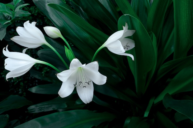 Large white flower of tropical plant in dark green colour, nature background.