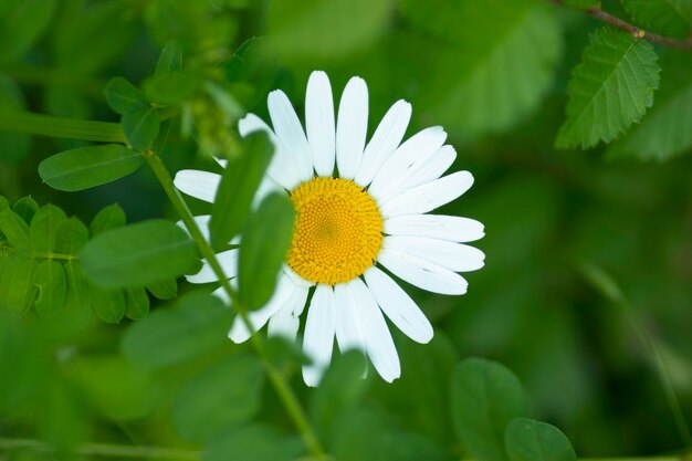 large white frame with yellow center summer sunny flower