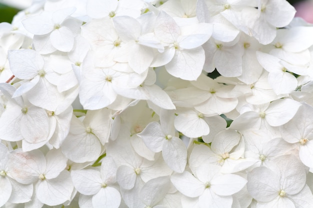 Большие белые цветки гортензии (фон природы). Составное макро-фото со значительной глубиной резкости.