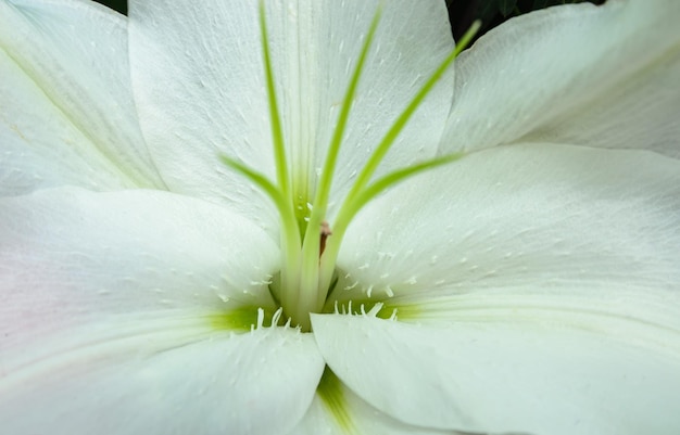 большой белый цветок лилии крупным планом