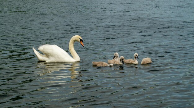 Large white mute swan swans young and cygnets in bevy group low level close up