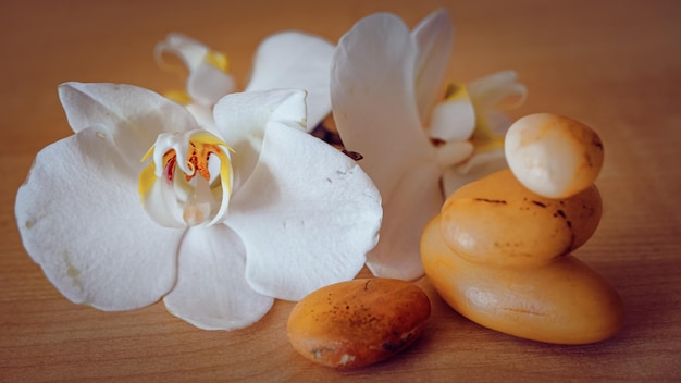 Large white orchid flowers on a brown background