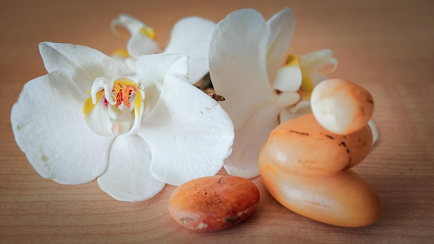 Large white orchid flowers on a brown background