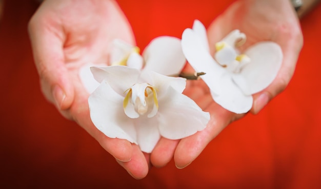 Большие белые цветки орхидеи в женских ладонях