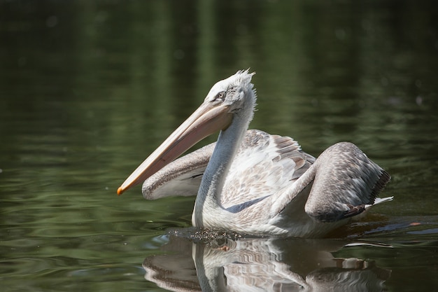 A large white pelican swims in a pond and fishes