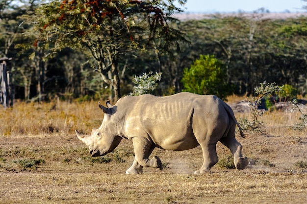 Grande rinoceronte bianco. parco del lago nakuru, kenya