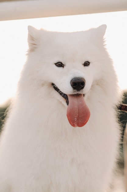 A large white Samoyed dog is sitting on the pier near the yacht.