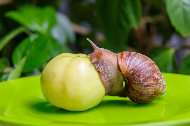 A large white snail sits on a green apple Closeup